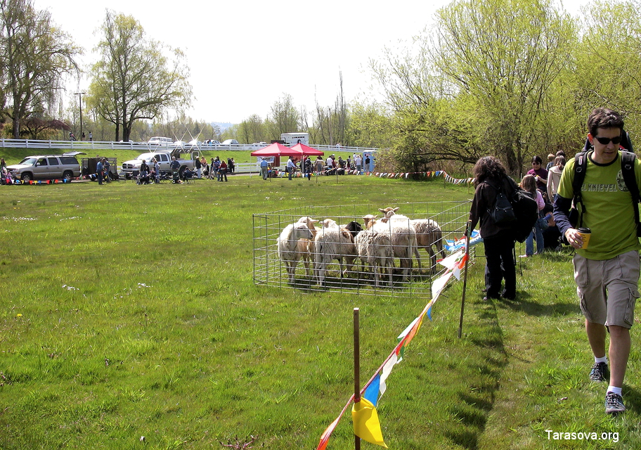 На просторной зеленой лужайке показывают шоу с обученными собаками - пастухами
